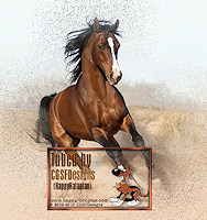 Arabian_Horse-Les-38-CGSFDesigns-08-10-2009