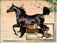 Black_Arabian_Horse-Les-38-CGSFDesigns-08-10-2009