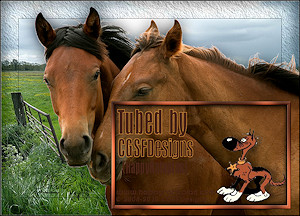 Horses-Tubed-By-CGSFdesigns-21-04-2019