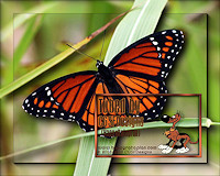 Monarch-Butterfly-Tubed-By-CGSFDesigns-19-04-2019