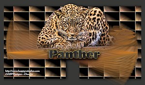 Les : Panther van Nikita