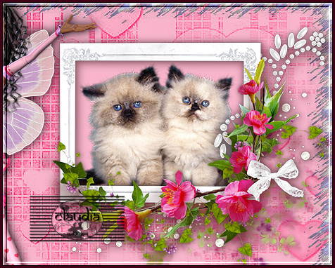 Plaats de kittens in het frame