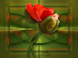 Les : Poppies van Yvonne